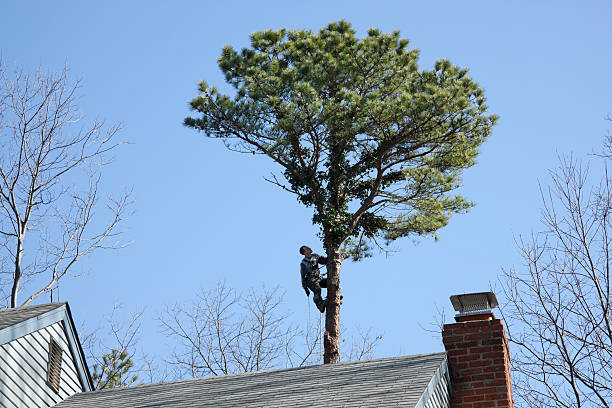 Reliable West Branch, MI Tree Services Solutions