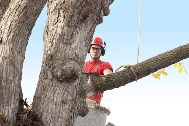 Best Emergency Tree Removal  in West Branch, MI